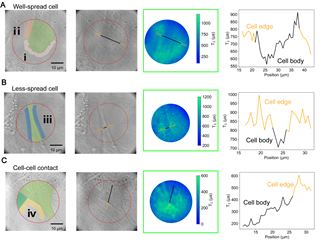 Demonstrated detection of the traction forces of the adhered cells. Three typical cells, namely the (A) well-spread cell, (B) less-spread cell and (C) cell-cell contacted cells were chosen to demonstrate the measurements: the first two columns show the transmitted light images and corresponding marked images; the third column shows the T1 mapping and the last column shows the line profile, as-marked in 2nd and 3rd column, of T1 value across the cell body. (D) T1 values changes in selected areas of cells.
 